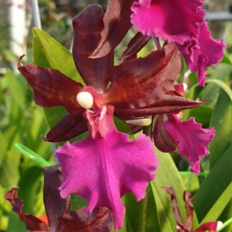 Pink orchid plant with dark maroon petals and green leaves