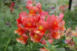 1000+ Liberty Scarlet Snapdragon Seeds for Garden - USA - FREE SHIPPING! Garden Plants