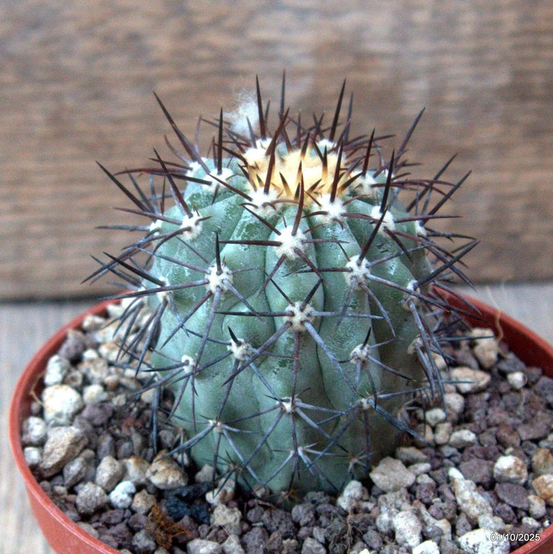 D6787 COPIAPOA LEMBCKEII pot10-H7-W5 cm MaMa Cactus Green Plant