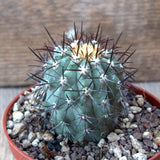 D6787 COPIAPOA LEMBCKEII pot10-H7-W5 cm MaMa Cactus Green Plant