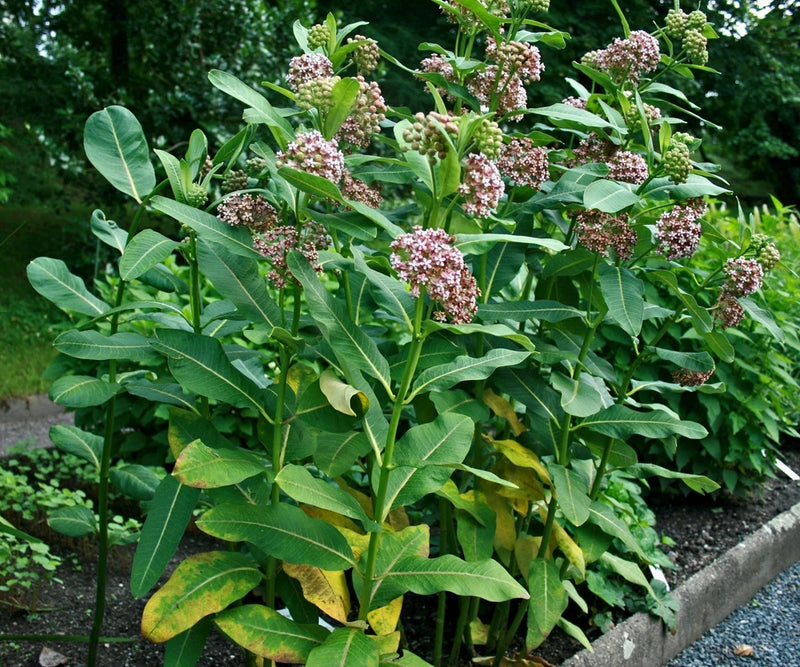Asclepias syriaca 500 Seeds - Common Milkweed Garden Plants