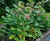 Asclepias syriaca 500 Seeds - Common Milkweed Garden Plants