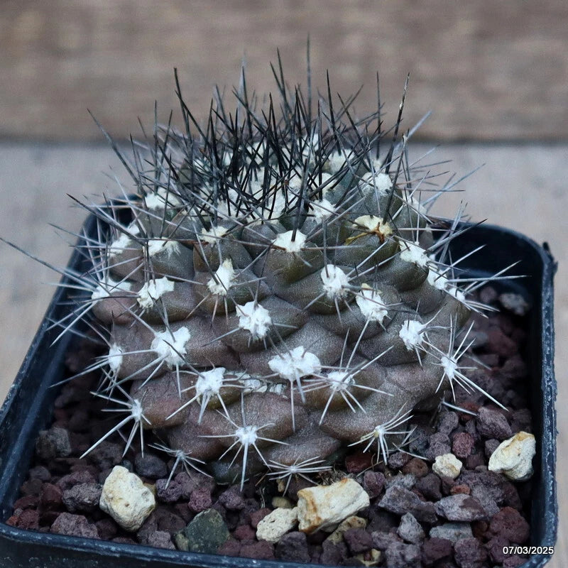Copiapoa humilis cactus in pot, green body with dense white spines