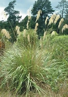Cortaderia fulvida     250 seeds Pampas Grass