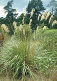 Cortaderia fulvida     250 seeds Pampas Grass