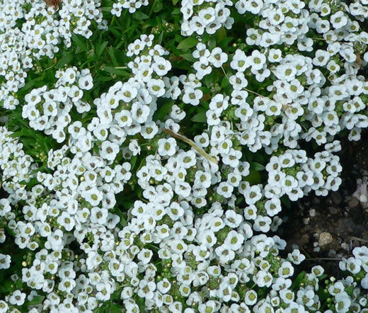 ALYSSUM SWEET Lobularia Maritima - 10,000 Bulk Seeds Garden Plants
