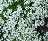 ALYSSUM SWEET Lobularia Maritima - 10,000 Bulk Seeds Garden Plants