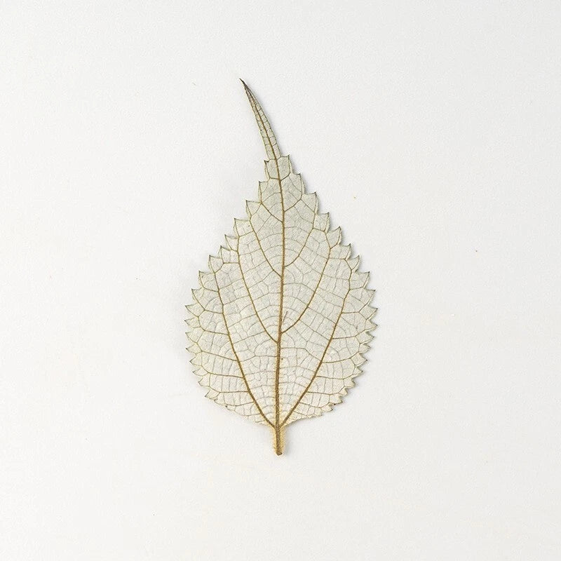 M&T 12PCS Real Pressed Dry leaves, floral supply for art candle FSS34 Dried Flower