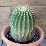 D5496 ACANTHOCALYCIUM VIOLACEUM pot20-H17-W12 cm MaMa Cactus Green Plant