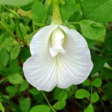 Clitoria Ternatea Alba Single White 10 Seeds, Butterfly Pea, Asian Pigeonwings Flowering Plants