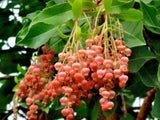 100 Lily of the Valley Sourwood Seeds (Oxydendrum arboreum) | Honey Bee Tree Lily