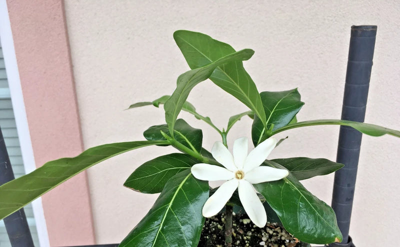 Hardy Gardenia "Nanu" small plant as shown Flowering Plants