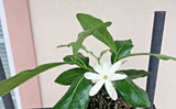 Hardy Gardenia "Nanu" small plant as shown Flowering Plants