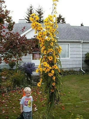 Giant Maximillian Sunflower Seeds - Perennial Sunflower - 200+ Seeds - USA Ship Flowering Plants