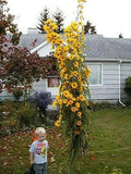 Giant Maximillian Sunflower Seeds - Perennial Sunflower - 200+ Seeds - USA Ship Flowering Plants