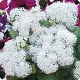 50+ PURE WHITE AGERATUM  FLOWER SEEDS / LONG LASTING ANNUAL Flowering Plants
