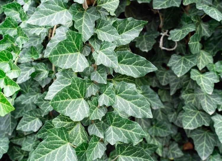 English ivy live plant cuttings with green variegated lobed leaves