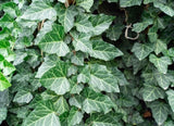 12 English Ivy Live Plant Cuttings PERENNIAL 6 Inches Long Cuttings EASY TO Grow Green Plant