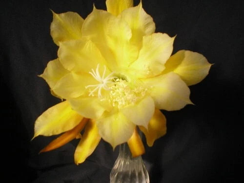 Yellow orchid cactus bloom with layered petals in a clear glass vase