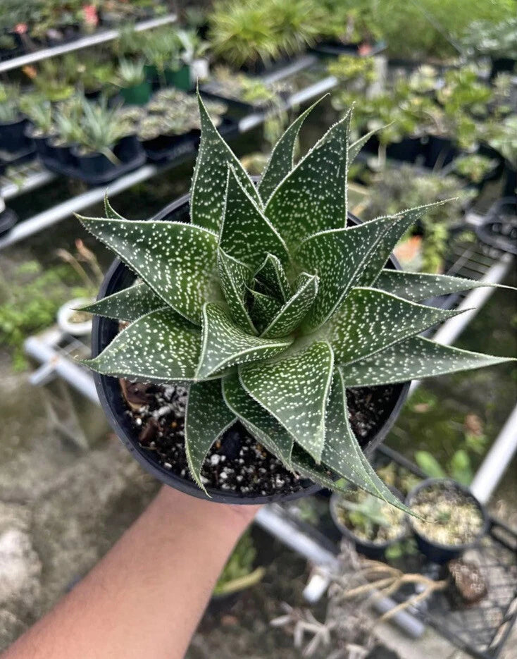 Potted aloe hybrid plant with long spiky green leaves, speckled, in a black pot