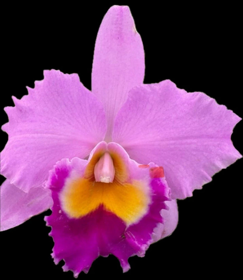 Blooming orchid flower with purple-pink petals and yellow-orange center, pink lip