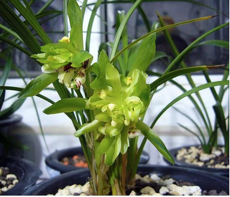 Green cymbidium orchid with pale green flower clusters