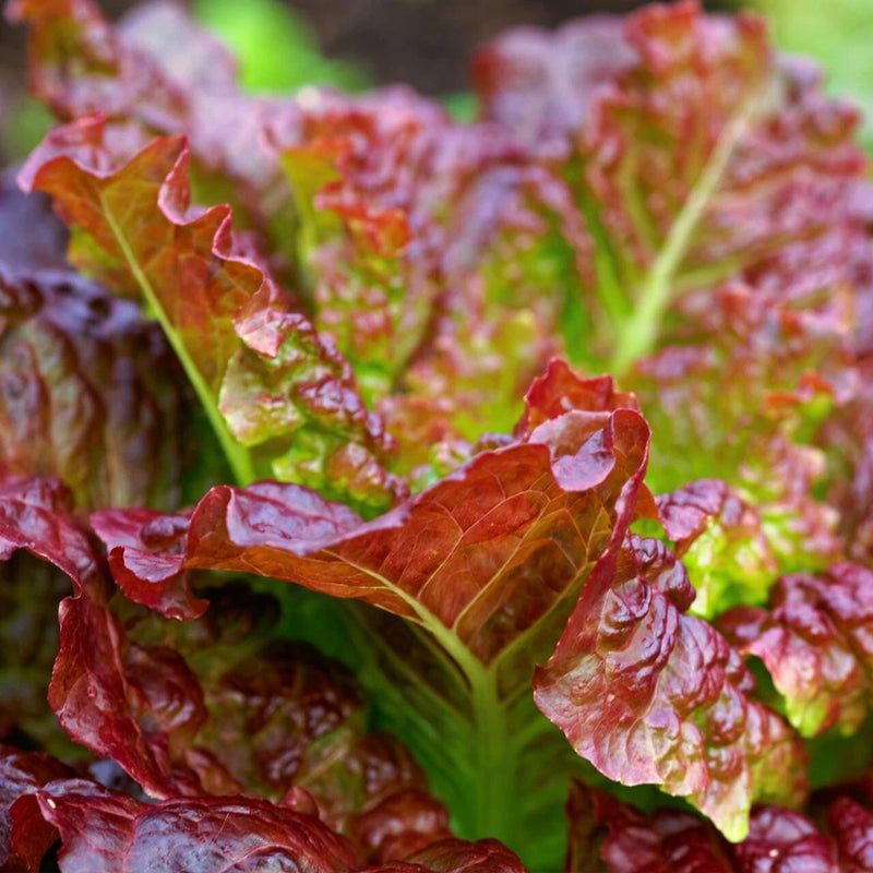 800+ PRIZEHEAD LEAF LETTUCE SEEDS FRESH HARVEST FOR GARDENS Garden Plants