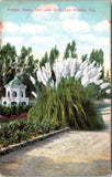 Pampas Grass, East Lake Park, Los Angeles California- d/b Postcard- Band Stand Pampas Grass