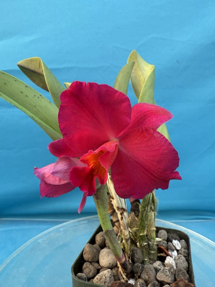 Potted Cattleya orchid with red-magenta flowers and green leaves