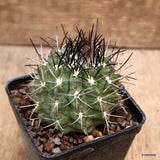 D4257 NEOPORTERIA PAUCICOSTATA pot7-H6-W7 cm MaMa Cactus Green Plant