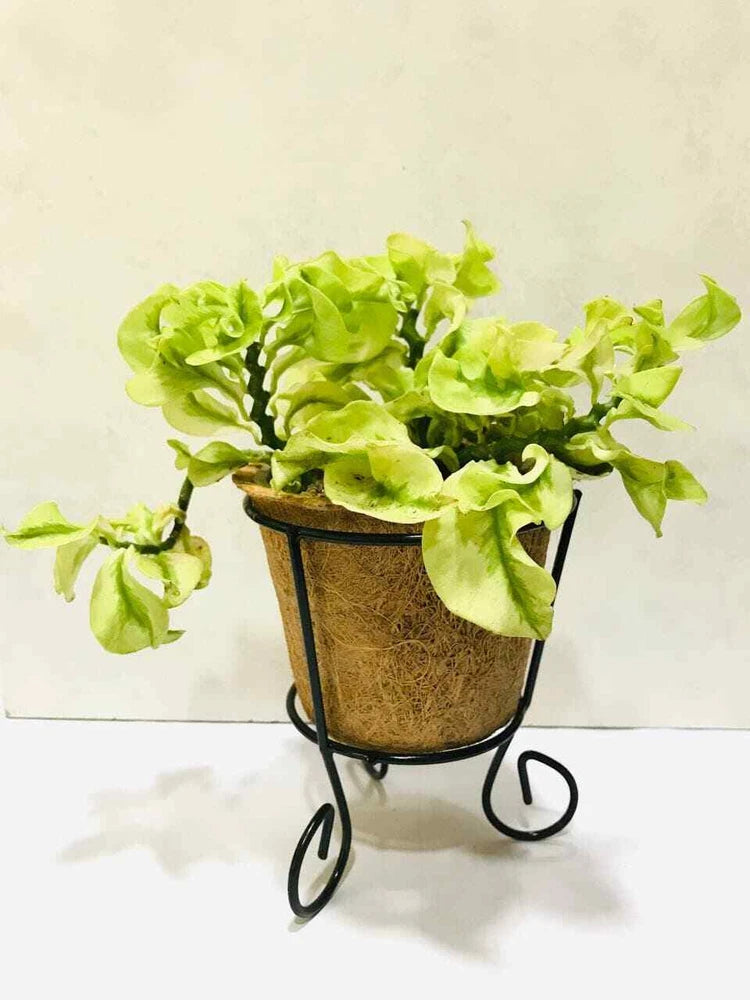 Basket Planter Plant Flower Holder Porch Pot Coconut Coir Liner Wire Gardening Garden Plants