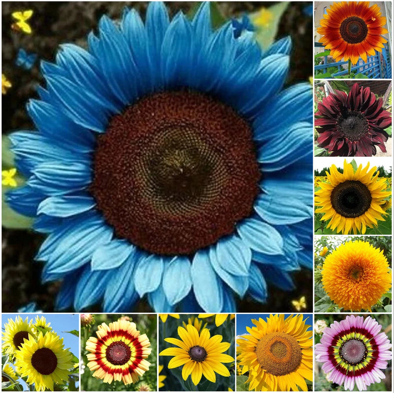 50pcs/Pack 10 Species Mix Variety Pack Sunflower Seeds Unique and Varied Garden Garden Plants
