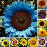 50pcs/Pack 10 Species Mix Variety Pack Sunflower Seeds Unique and Varied Garden Garden Plants