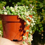 Variegated String of Pearls | Live Succulent Plant |  4 inch | Home & Garden Garden Plants