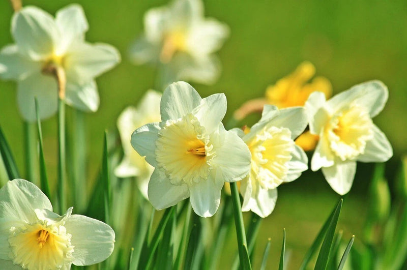 White Daffodil Bulb, Garden Flower, Ready to plant and grow Flowering Plants