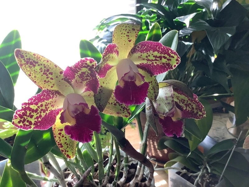 Speckled purple and cream orchids on a green-leaf plant with clustered blooms
