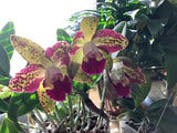 Rlc. Waianae Leaopard 'Ching Hua' Orchids