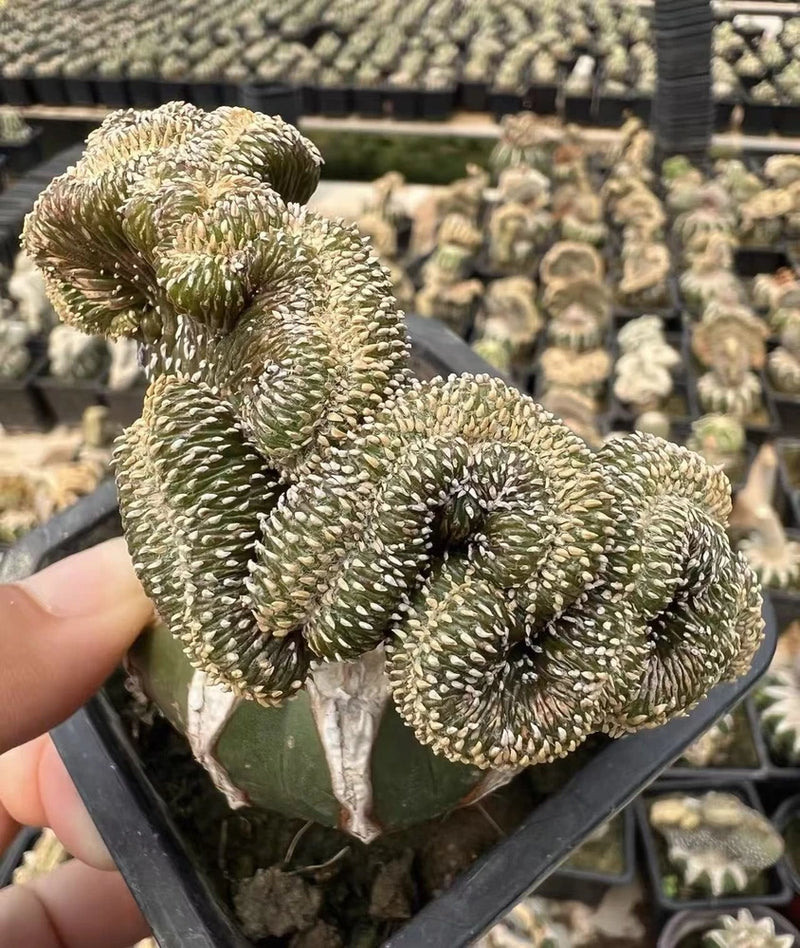 RareCacti Succulent Geohintonia mexicana Cristata Boutique Garden Garden Plants