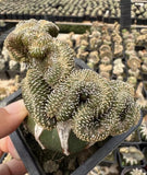 RareCacti Succulent Geohintonia mexicana Cristata Boutique Garden Garden Plants