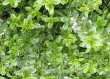 Lemon Thyme herb gardening live plant X 1 Garden Plants