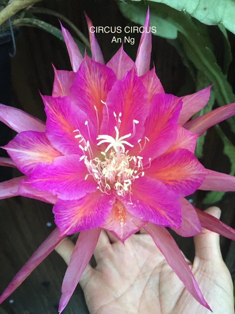 Epiphyllum orchid blossom, vivid fuchsia petals with yellow center, held in hand