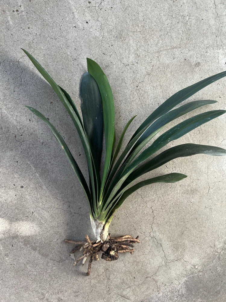 1 Clivia Miniata Bush Lily Orange Flowers 10 Leaves Live Plant Ready To Plant Orchids