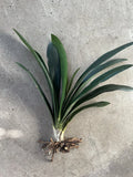 1 Clivia Miniata Bush Lily Orange Flowers 10 Leaves Live Plant Ready To Plant Orchids