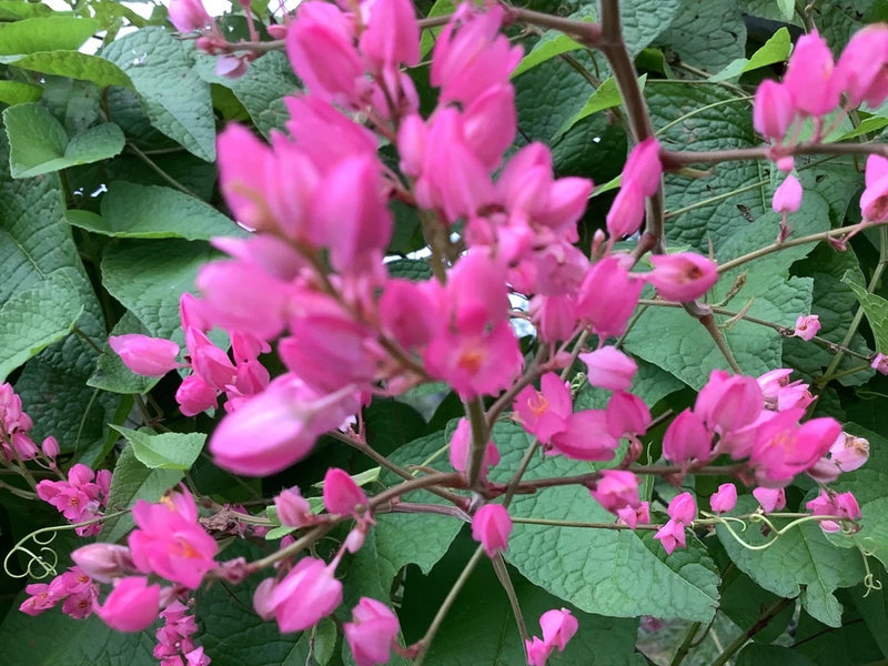Coral Vine Seeds Ð QueenÕs Wreath, Pink Climbing Flower Seeds Flowering Plants