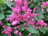 Coral Vine Seeds Ð QueenÕs Wreath, Pink Climbing Flower Seeds Flowering Plants