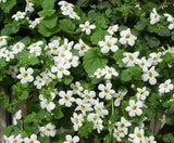 Pikmin Flower Seeds - Chaenostoma cordatum Bacopa cabana Seeds from game RARE Garden Plants