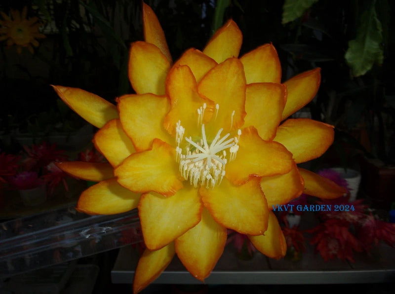 Epiphyllum orchid flower cutting, yellow-orange petals with central stamens