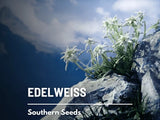 Edelweiss Seeds, Heirloom Alpine Medicinal Flower, USA Grown Garden Plants