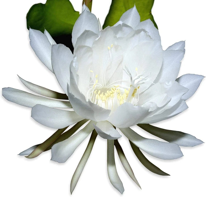 Blooming white epiphyllum orchid flower with pale yellow stamens and green leaves