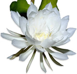 Rooted Live QUEEN OF THE NIGHT Blooming Epiphyllum Oxpetalum Orchid White,to Orchids